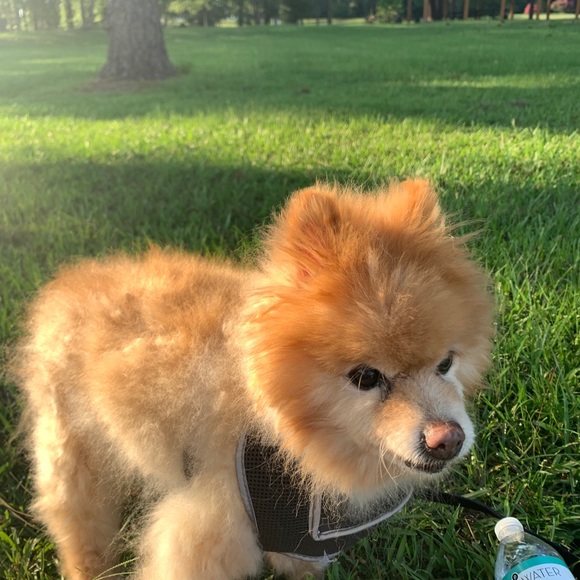 Meet your Posher, Alycia - Picture 6 of 8